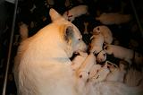 TETER - BERGER BLANC SUISSE 017